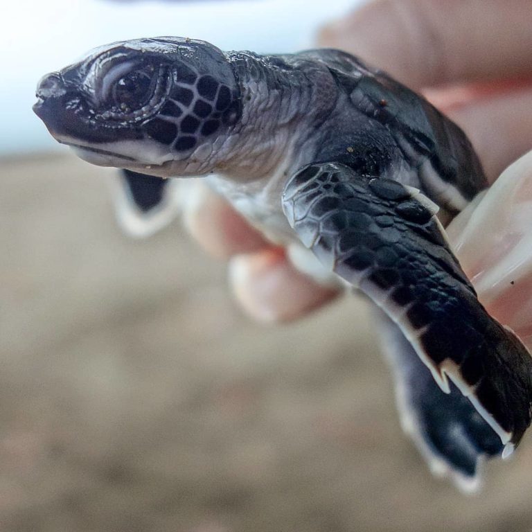 Marine Turtle Conservation 2019! - Ocean Forest Ecolodge